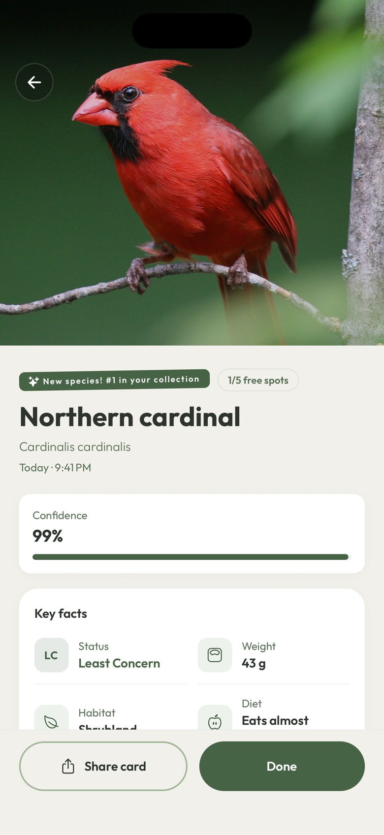 Birdie identifying a Northern cardinal: 99 percent confidence, a New species badge and key facts